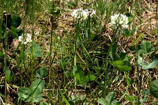 Weiß-Klee - Trifolium repens; Wiese bei Karlsbad-Spielberg (G. Franke, 19.05.2022)
