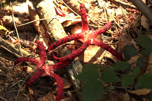 Tintenfischpilz - Clathrus archeri; im Mischwald zwischen Ittersbach und Spielberg (G. Franke, 23.08.2023).2022)