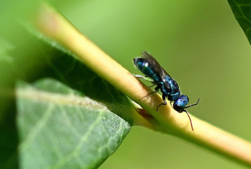 Blaue Goldwespe - Trichrysis cyanea; Garten bei Karlsbad-Spielberg (G. Franke, 17.07.2024)