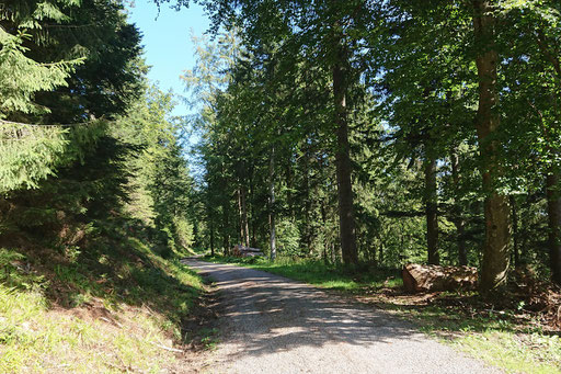 Loffenau/ unterwegs zwischen Teufelsmühle und Langmartskopf (G. Franke, 18.08.2023)