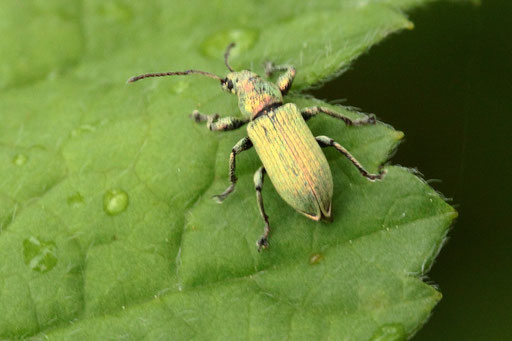 Grüner Laubrüssler - Phyllobius maculicornis; bei Karlsbad-Spielberg (G. Franke, 09.05.2023) Danke für die Bestimmung durch kerbtier.de