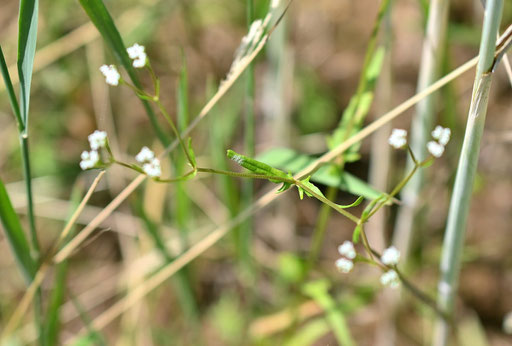 Gezähnter Feldsalat - Valerianella dentata; Feldrand zwischen Straubenhardt-Pfinzweiler und Karlsbad-Ittersbach (G. Franke, 17.05.2025)