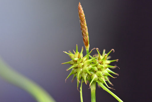 Blütenstand der Echten Gelbsegge - Carex flava; Rand zwischen Waldweg und Graben (G. Franke, 28.05.2024)