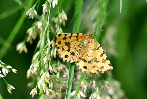 ein Pantherspanner am Waldwegrand am Talhang des Moosalbtals (G. Franke, 06.05.2025)