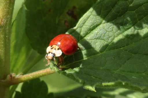 Zehnpunkt-Marienkäfer - Adalia decempunctata, Farbvariante; Spielberger Garten (G. Franke, 22.05.2019)