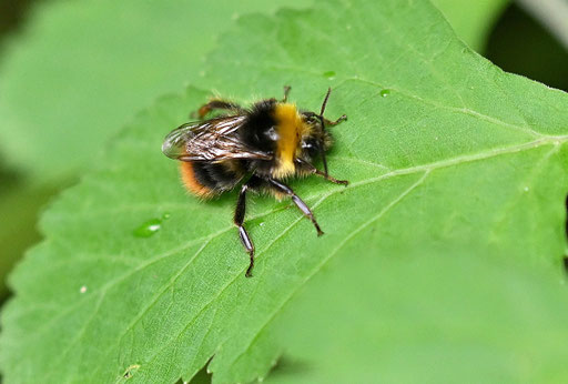 Wiesen-Hummel - Bombus pratorum; Waldwegrand zwischen Spielberg und Ittersbach (G. Franke, 08.07.2025) vielen Dank für die Bestätigung bei iNaturalist