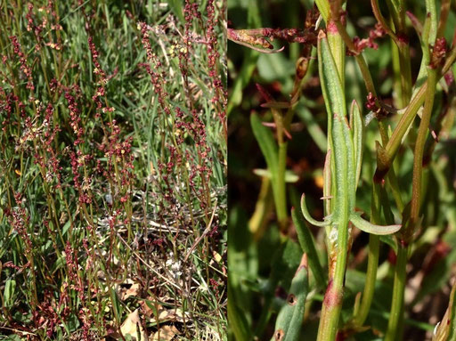 Kleiner Sauerampfer, Artengr. - Rumex acetosella agg.; bei Karlsbad-Spielberg (G. Franke, April 2022)