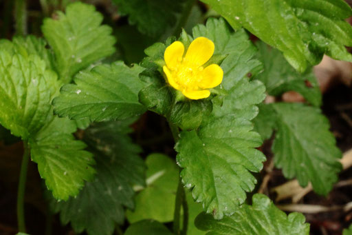 Scheinerdbeere - Potentilla indica; Waldwegrand bei Karlsbad-Ittersbach (G. Franke, 07.05.2023)