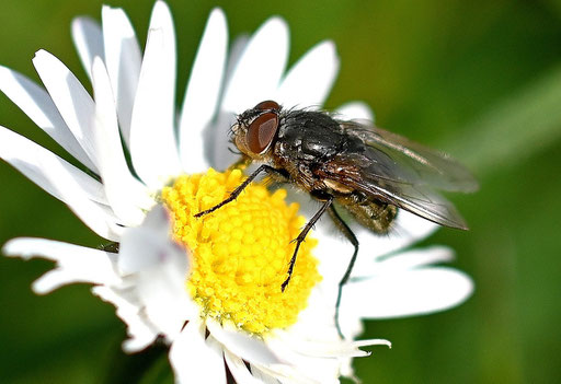 Schmeißfliege der Gattung Pollenia - Pollenia sp.; auf Gänseblümchen bei Karlsbad-Spielberg (G. Franke, 09.03.2024)