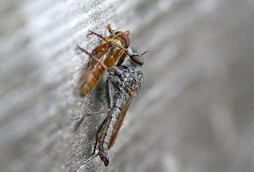 Gemeine Raubfliege - Tolmerus atricapillus, mit Beute, einer Hain-Schwebfliege; bei Karlsbad-Spielberg (G. Franke, 12.09.2024)