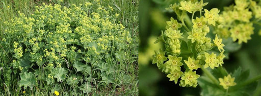 Weicher Frauenmantel - Alchemilla mollis; Nordschwarzwald - Wegrand in Nähe des Langmartskopfes (G. Franke, 06.06.2023)