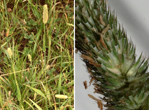 Wiesen-Lieschgras - Phleum pratense; Wiese bei Karlsbad-Spielberg (G. Franke, 2022)
