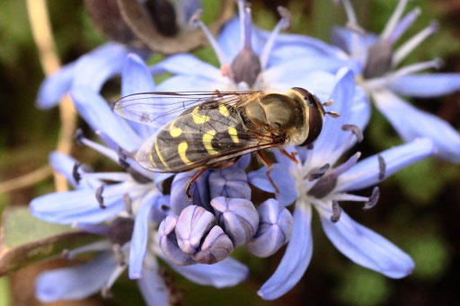 Frühe Großstirnschwebfliege - Scaeva selenitica, auf blühendem Blaustern im Garten (G. Franke, Spielberg, 19.03.2023) Danke für die Bestimmungshilfe im Diptera-Forum