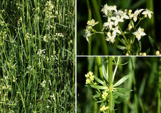 Weißes Labkraut - Galium album; Wiese bei Karlsbad-Spielberg (G. Franke, Mai 2022)