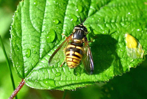 Große Wespenschwebfliege - Chrysotoxum fasciolatum; bei Straubenhardt-Langenalb (G. Franke, 25.05.2024) Rote Liste Deutschland - Vorwarnliste