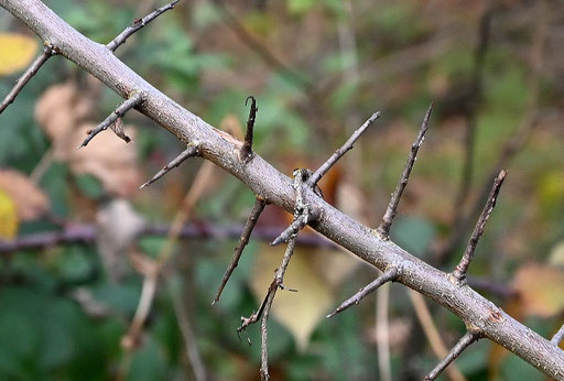 Schlehdorn - Prunus spinosa; Mischwald, Wegrand bei Karlsbad-Spielberg (G. Franke, 08.12.2024)