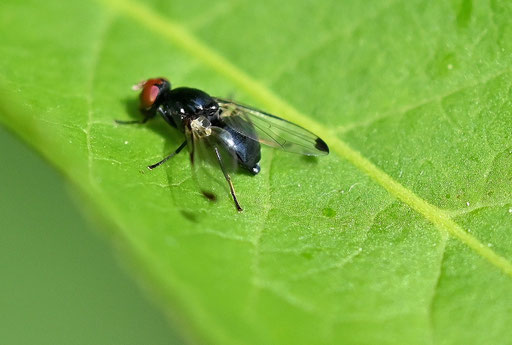 Rotstirnige Schmuckfliege - Seioptera vibrans; Garten bei Karlsbad-Spielberg (G. Franke, 24.05.2025) vielen Dank für die Bestätigung bei iNaturalist