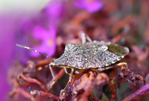 Marmorierte Baumwanze - Halyomorpha halys; auf Schmetterlingsflieder bei Karlsbad-Spielberg (G. Franke, 06.07.2024)
