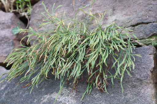 Nordischer Strichfarn (N. Streifenfarn) - Asplenium septentrionale; Trockenmauer bei Ettlingen (G. Franke, Sept. 2010)