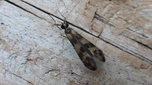 Langhorn-Köcherfliege - Mystacides longicornis (H. Schuldt)
