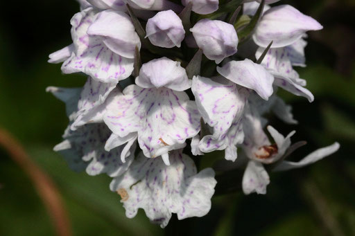 Orchideen-Blütenstand vom Gefleckten Knabenkraut - Dactylorhiza maculata; Nähe Teufelsmühle (G. Franke, 06.06.2023)