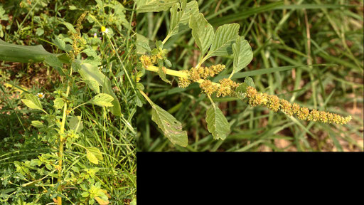Aufsteigender Fuchsschwanz - Amaranthus blitum; Feldrand bei Karlsbad-Langensteinbach (G. Franke, 27.07.2021)