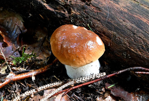 Gemeiner Steinpilz (G. Franke, 24.09.2024)