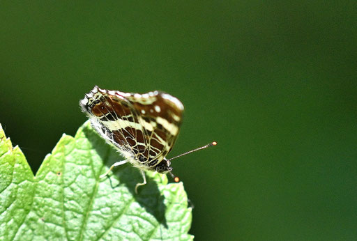 ein Landkärtchen (G. Franke, 05.07.2025)