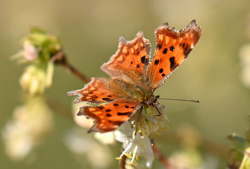 C-Falter (G. Franke, 08.03.2025, Spielberg)