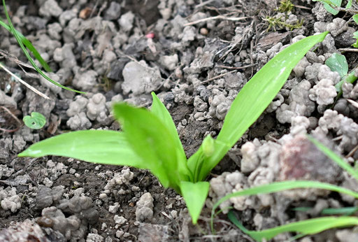 halbschattig, unter Obstbäumen treibt der Bärlauch (Allium ursinum) - die erste Knospe ist zu sehen (G. Franke, 30.03.2025)