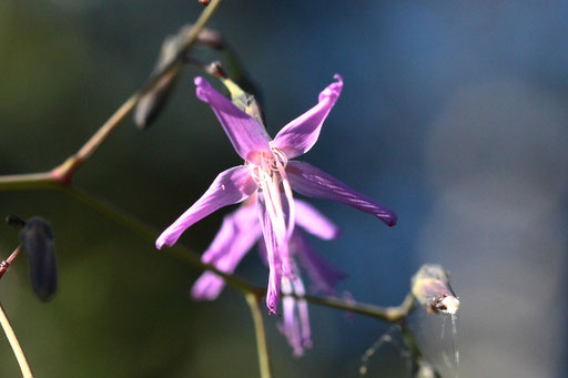 Blüte des Gewöhnlichen Hasenlattichs - Prenanthes purpurea; zwischen Teufelsmühle und Langmartskopf (G. Franke, 18.08.2023)