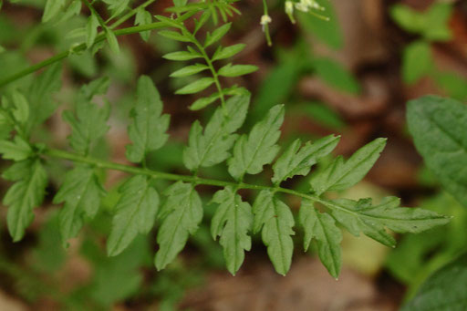 Cardamine impatiens  mit gefiederten Blättern (G. Franke, Juni 2019)