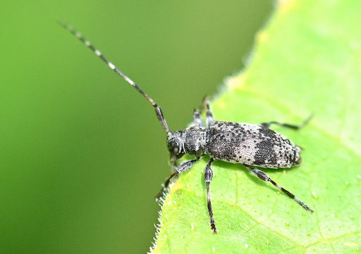 ein Bockkäfer aus der Unterfamilie der Weberböcke und aus der Gattung Leiopus (G. Franke, bei Spielberg, 03.08.2024) vielen Dank für die Bestimmungshilfe bei iNaturalist