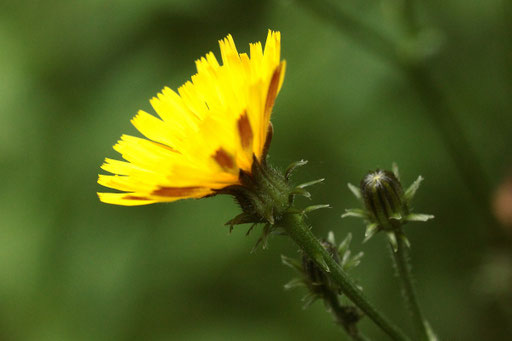 Gemeines Bitterkraut - Picris hieracioides; Wiesenrand bei Karlsbad-Spielberg (G. Franke, 01.08.2021)