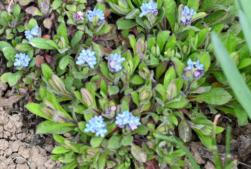 Wald-Vergissmeinnicht - Myosotis sylvatica, beginnt an sonnigen Stellen zu blühen (G. Franke, 30.03.2025)
