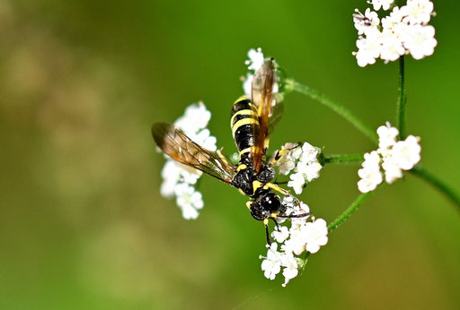Tenthredo marginella Artenkomplex - am Waldwegrand zwischen Spielberg und ittersbach (G. Franke, 15.08.2024)