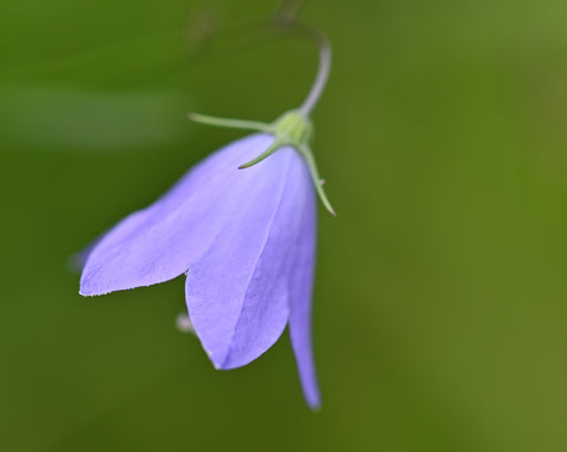 Blüte der Runbblättrigen Glockenblume - Campanula rotundifolia; Streuobstwiese bei Karlsbad-Spielberg (G. Franke, 21.09.2023)