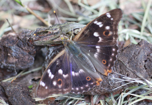 Kleiner Schillerfalter - Apatura ilia; Waldwegrand bei Karlsruhe Rüppurr (G. Franke, 2010) vielen Dank für die Bestimmungshilfe an H. Schuldt - diese Art hat 4 Augenflecken, der Große Schillerfalter 2