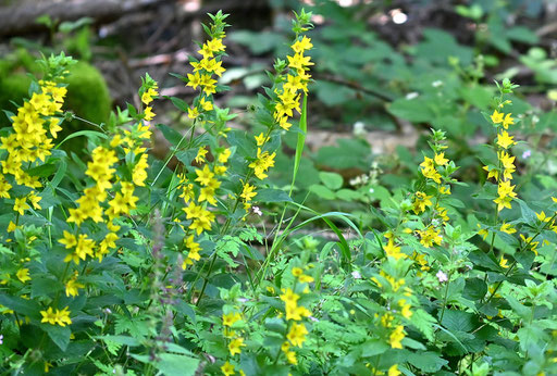 Punktierter Gilbweiderich - Lysimachia punctata; bei Karlsbad (G. Franke, 25.06.2024)