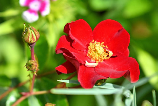 einfach blühende Rose (G. Franke, 24.05.2025)