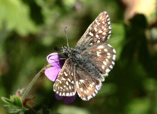 Kleiner Würfel-Dickkopffalter - Pyrgus malvae - Waldwegrand bei Karlsbad-Spielberg auf Geranium pyrenaicum  (G. Franke, 30.05.2023)