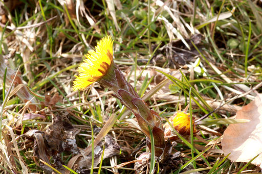 Huflattich - Tussilago farfara; Waldwegrand bei Karlsbad-Spielberg (G. Franke, 06.03.2011)