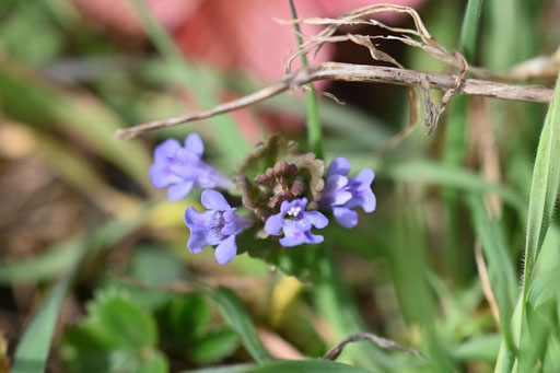 Gundermann, Gundelrebe, Efeu-Gundermann im naturnahen Garten