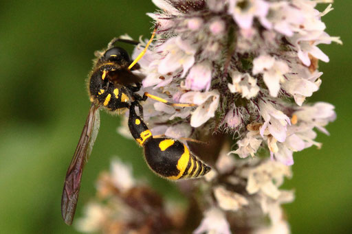 Pillenwespe unbest. - Eumenes sp.; auf Minzeblüten bei Karlsbad-Spielberg (G. Franke, 29.08.2023)