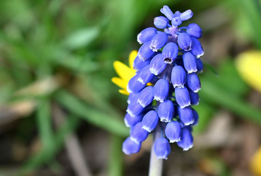 Traubenhyazinthe (G. Franke, 23.03.2025)