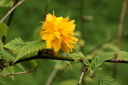 Ranunkelstrauch oder auch als Japanisches Goldröschen bezeichnet - Kerria japonica `Pleniflora`; Waldwegrand beim Gewerbegebiet Ittersbach; verwildert - wird für Baden-Württemberg auch als Neophyt geführt (G. Franke, 26.04.2023) 