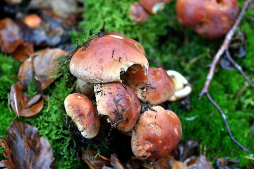Ziegelroter Schwefelkopf, büschelig wachsend an einem Baumstumpf im Tal des Katzenbaches (G. Franke, 26.11.2024)