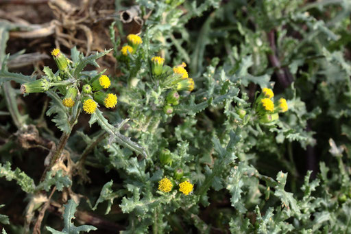 Gewöhnliches Greiskraut - Senecio vulgaris; Ackerrand bei Karlsbad-Langensteinbach (G. Franke, 04.02.2021)