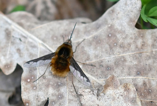 Großer Wollschweber - Bombylius major; am Waldwegrand 