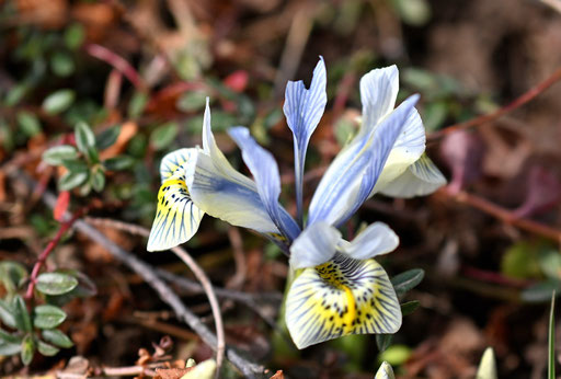 Netzblatt-Schwertlilie - Iris reticulata (G. Franke, 22.02.2025)